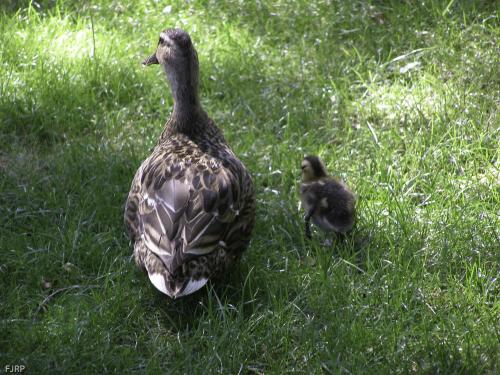 Fotografia de FJRP - Galeria Fotografica: Naturaleza - Foto: 