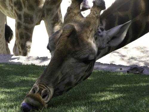 Fotografia de FJRP - Galeria Fotografica: Naturaleza - Foto: 