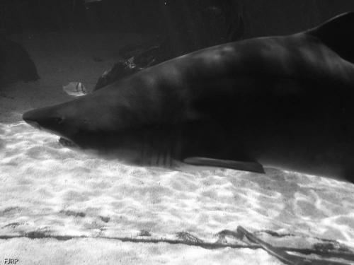 Fotografia de FJRP - Galeria Fotografica: B/N - Foto: 