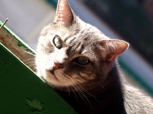 Fotografia de slide - Galeria Fotografica: Fotos Madrid 2010 - Foto: Mi gato