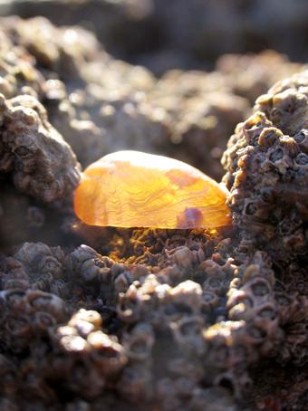 Fotografia de Pablo Perez Rojas - Galeria Fotografica: El Mar - Foto: Concha