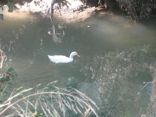 Fotografia de arboleo - Galeria Fotografica: pasos por el parque - Foto: alli en el agua