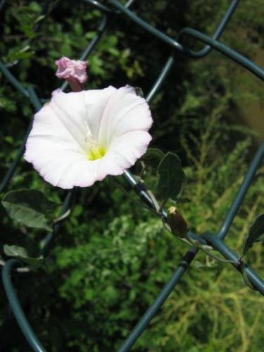 Fotografia de arboleo - Galeria Fotografica: pasos por el parque - Foto: campanilla