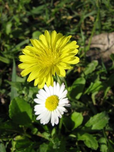 Fotografia de arboleo - Galeria Fotografica: pasos por el parque - Foto: pareja