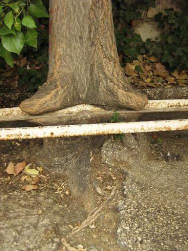 Fotografia de arboleo - Galeria Fotografica: pasos por el parque - Foto: el arbol ,el hierro y el suelo