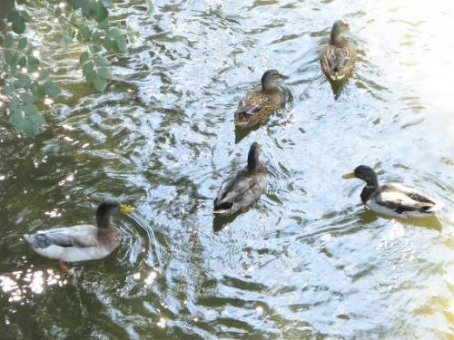 Fotografia de arboleo - Galeria Fotografica: pasos por el parque - Foto: familia