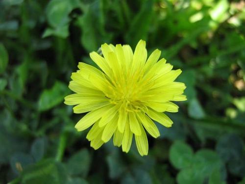 Fotografia de arboleo - Galeria Fotografica: pasos por el parque - Foto: amaravilla