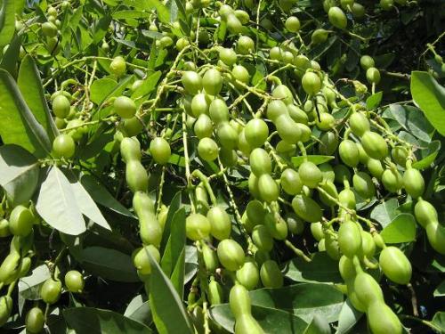 Fotografia de arboleo - Galeria Fotografica: pasos por el parque - Foto: semillas colgantes