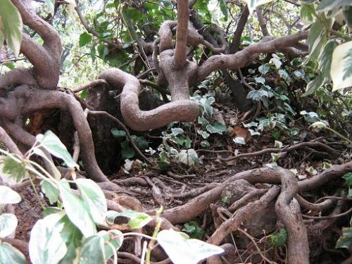 Fotografia de arboleo - Galeria Fotografica: pasos por el parque - Foto: retorcidas