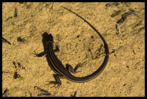 Fotografia de luchi - Galeria Fotografica: Fauna - Foto: Lagartija