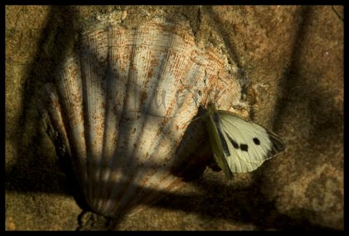Fotografia de luchi - Galeria Fotografica: Fauna - Foto: Mariposa de la col