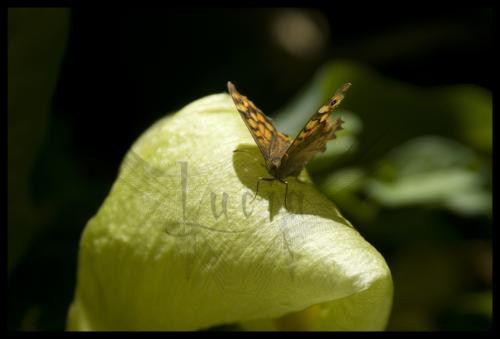 Fotografia de luchi - Galeria Fotografica: Fauna - Foto: mariposa