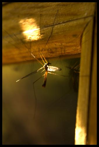 Fotografia de luchi - Galeria Fotografica: Fauna - Foto: Mosquito