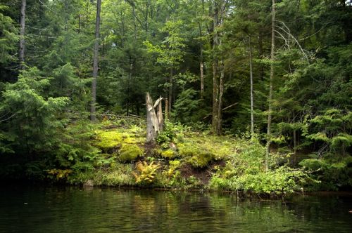 Fotografia de David Bru - Galeria Fotografica: Moose River - Foto: 