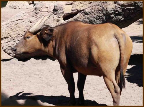 Fotografia de andres martinez - Galeria Fotografica: bioparc valencia - Foto: 