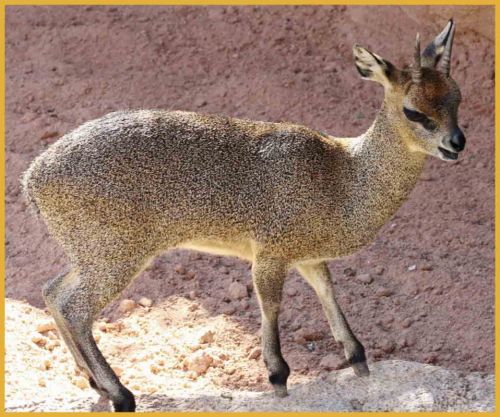 Fotografia de andres martinez - Galeria Fotografica: bioparc valencia - Foto: 