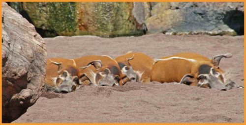 Fotografia de andres martinez - Galeria Fotografica: bioparc valencia - Foto: 