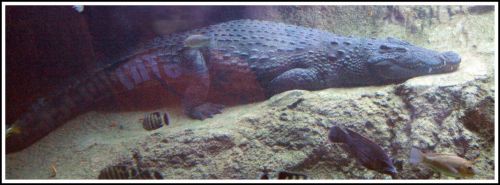 Fotografia de andres martinez - Galeria Fotografica: bioparc valencia - Foto: 