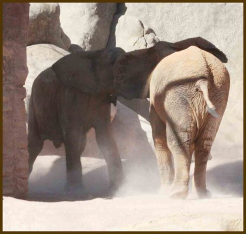 Fotografia de andres martinez - Galeria Fotografica: bioparc valencia - Foto: 