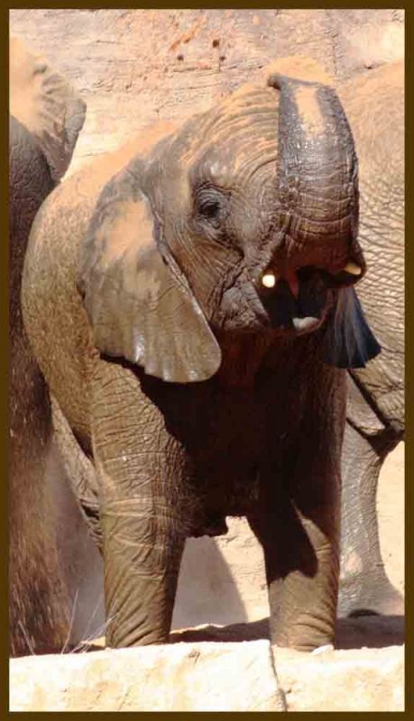 Fotografia de andres martinez - Galeria Fotografica: bioparc valencia - Foto: 