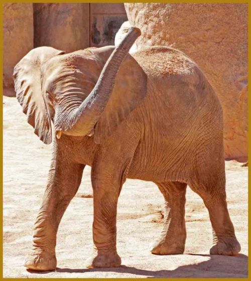 Fotografia de andres martinez - Galeria Fotografica: bioparc valencia - Foto: 