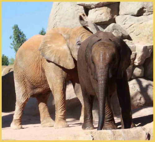 Fotografia de andres martinez - Galeria Fotografica: bioparc valencia - Foto: 