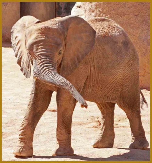 Fotografia de andres martinez - Galeria Fotografica: bioparc valencia - Foto: 