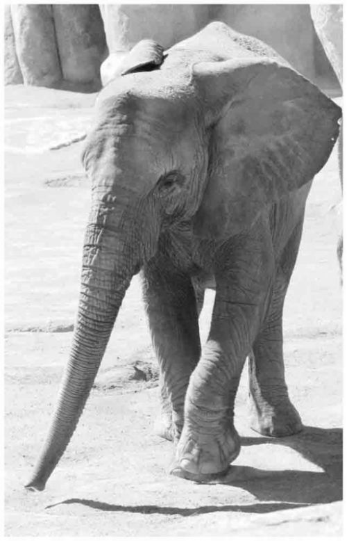 Fotografia de andres martinez - Galeria Fotografica: bioparc valencia - Foto: 