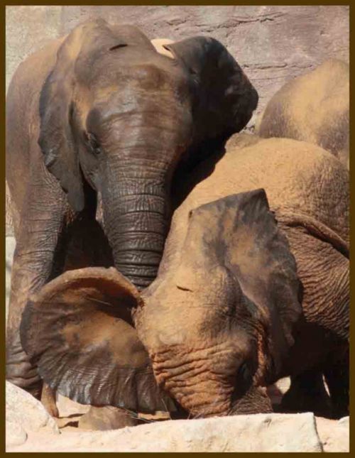 Fotografia de andres martinez - Galeria Fotografica: bioparc valencia - Foto: 