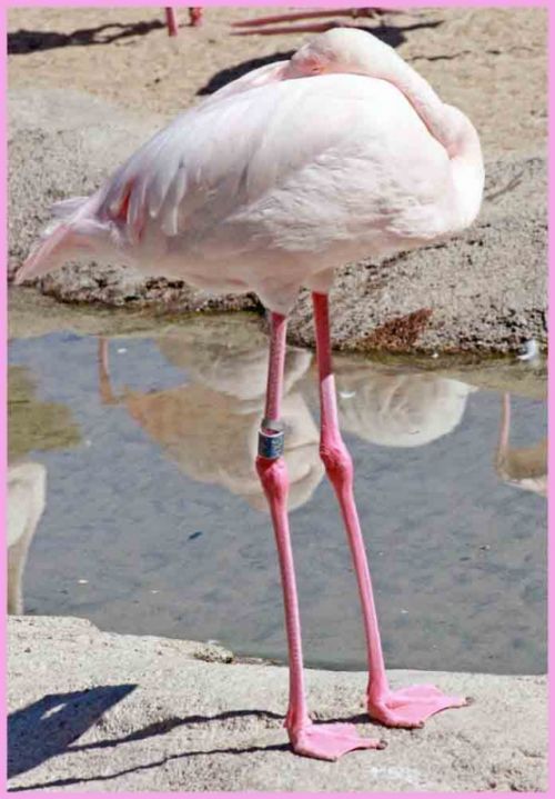 Fotografia de andres martinez - Galeria Fotografica: bioparc valencia - Foto: 