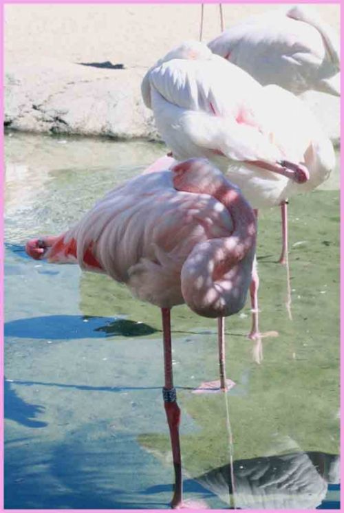 Fotografia de andres martinez - Galeria Fotografica: bioparc valencia - Foto: 