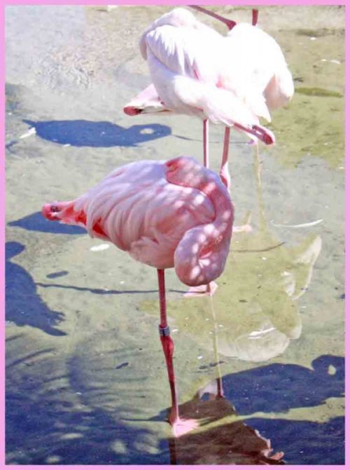 Fotografia de andres martinez - Galeria Fotografica: bioparc valencia - Foto: 