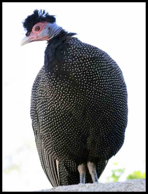 Fotografia de andres martinez - Galeria Fotografica: bioparc valencia - Foto: 