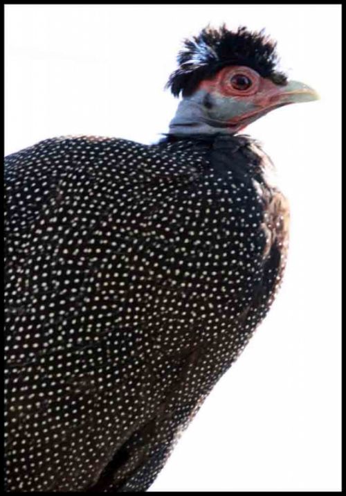 Fotografia de andres martinez - Galeria Fotografica: bioparc valencia - Foto: 