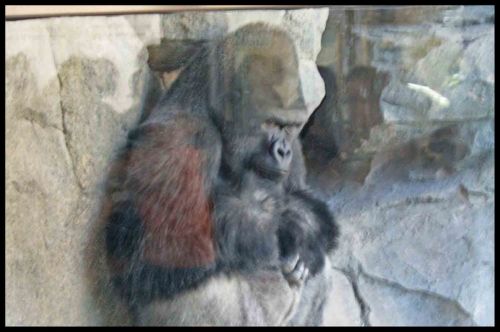 Fotografia de andres martinez - Galeria Fotografica: bioparc valencia - Foto: 