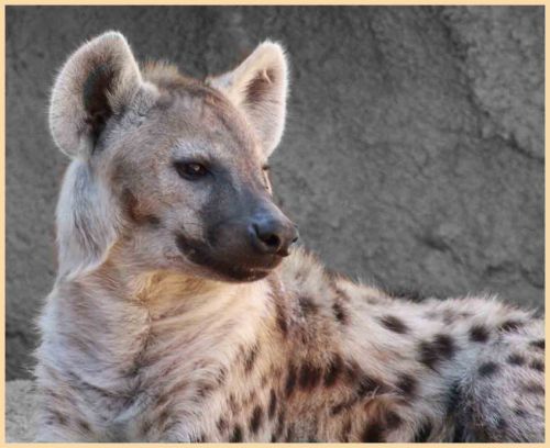 Fotografia de andres martinez - Galeria Fotografica: bioparc valencia - Foto: 