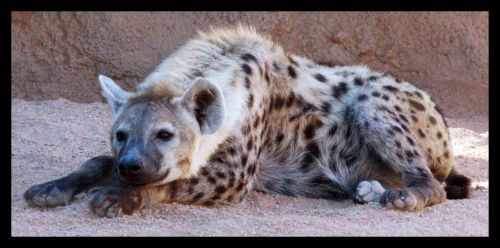 Fotografia de andres martinez - Galeria Fotografica: bioparc valencia - Foto: 