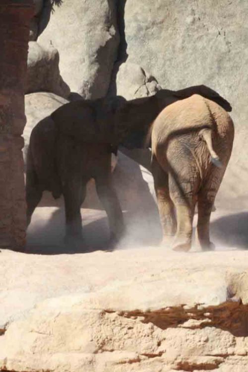 Fotografia de andres martinez - Galeria Fotografica: bioparc valencia - Foto: 