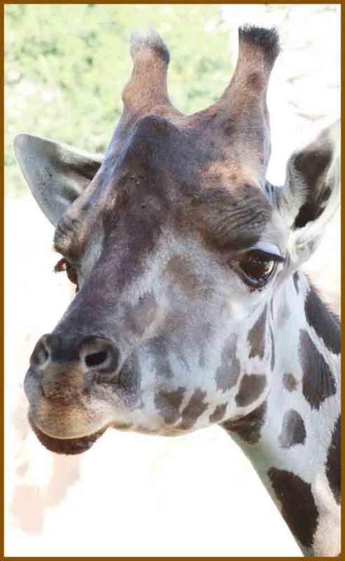 Fotografia de andres martinez - Galeria Fotografica: bioparc valencia - Foto: 