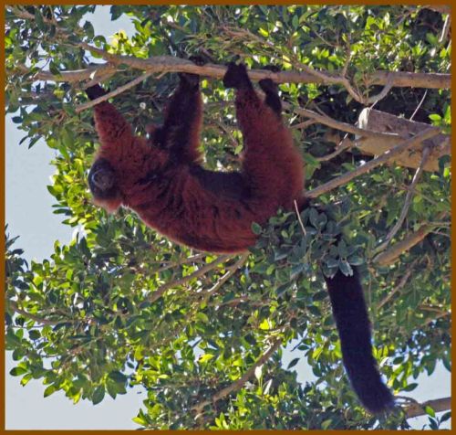 Fotografia de andres martinez - Galeria Fotografica: bioparc valencia - Foto: 