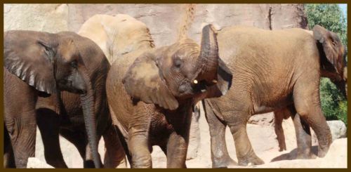 Fotografia de andres martinez - Galeria Fotografica: bioparc valencia - Foto: 