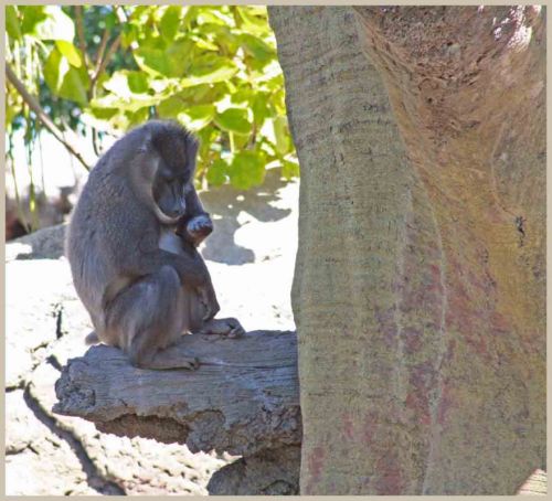 Fotografia de andres martinez - Galeria Fotografica: bioparc valencia - Foto: 