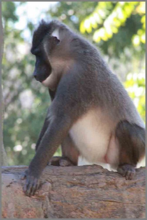 Fotografia de andres martinez - Galeria Fotografica: bioparc valencia - Foto: 