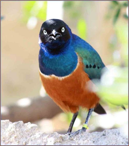 Fotografia de andres martinez - Galeria Fotografica: bioparc valencia - Foto: 