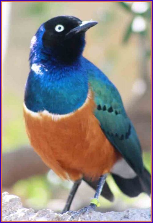 Fotografia de andres martinez - Galeria Fotografica: bioparc valencia - Foto: 