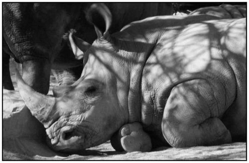 Fotografia de andres martinez - Galeria Fotografica: bioparc valencia - Foto: 