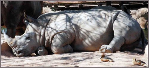 Fotografia de andres martinez - Galeria Fotografica: bioparc valencia - Foto: 