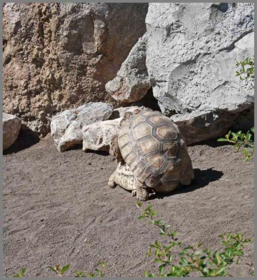 Fotografia de andres martinez - Galeria Fotografica: bioparc valencia - Foto: 