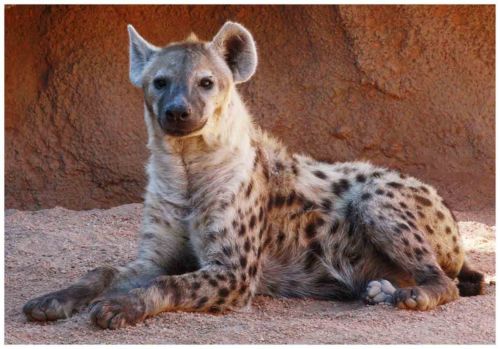 Fotografia de andres martinez - Galeria Fotografica: bioparc valencia - Foto: 