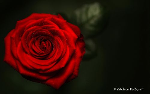 Fotografia de Valcrcel, fotgraf - Galeria Fotografica: Fotos para libros de texto de primaria - Foto: 